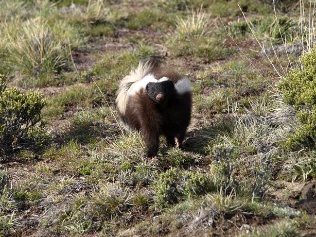 ../../Pictures/231209/056 Skunk.JPG